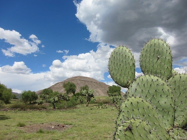 velký kaktus