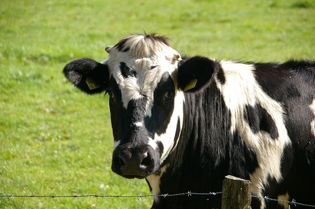 kráva u plotu.jpg