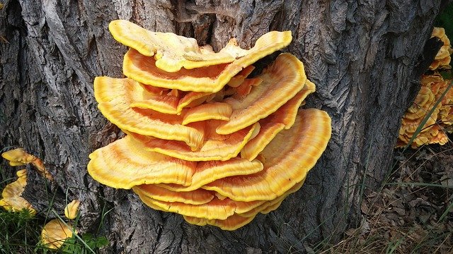 houba reishi na stromě