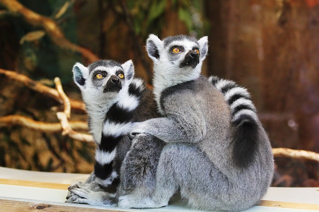 párek lemurů